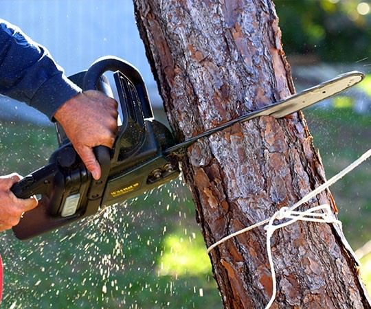 Спил деревьев в Горячем Ключе и  Краснодарском крае